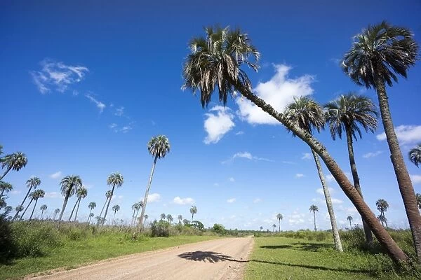 El Palmar Parque National, where the last palm yatay can be found, Argentina, South