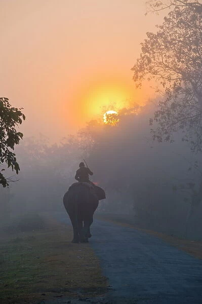 Elephant in the fog below the rising sun, Kaziranga National Park, UNESCO World Heritage Site