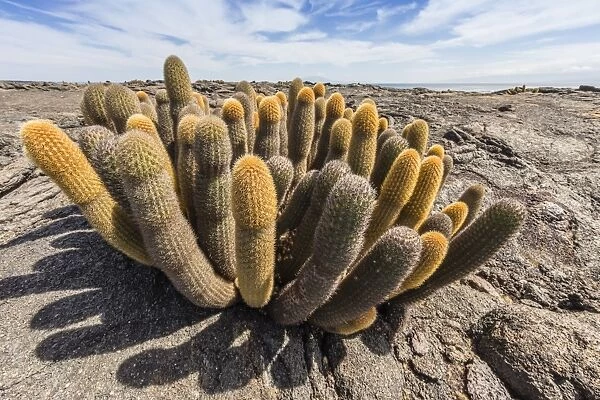 Endemic lava cactus (Brachycereus spp), Fernandina Island, Galapagos, UNESCO World Heritage Site