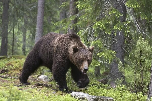 European brown bear (Ursus arctos), Kuhmo, Finland, Scandinavia, Europe