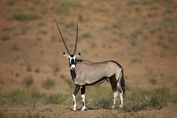Gemsbok (South African oryx) (Oryx gazella), Kgalagadi Transfrontier Park encompassing