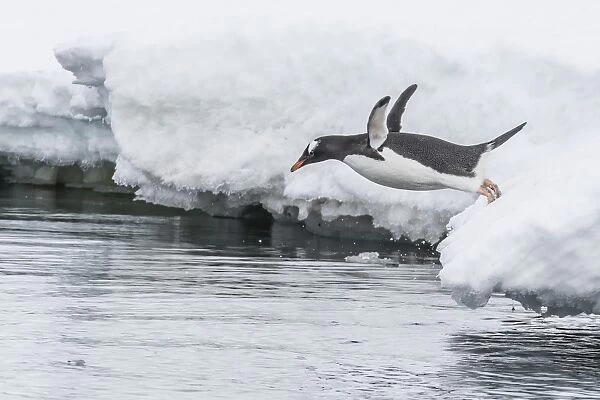 Gentoo penguin (Pygoscelis papua) returning to the sea to feed at Dorian Bay, Antarctica