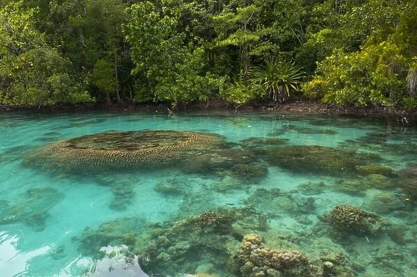 Giant clams in the clear waters of the Marovo Lagoon, Solomon Islands, Pacific
