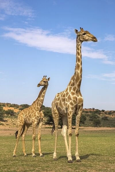 Giraffe (Giraffa camelopardalis) with young, Kgalagadi Transfrontier Park, Northern Cape