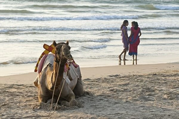 Two girls on beach at dusk, camel waiting, Ganpatipule, Karnataka, India, Asia