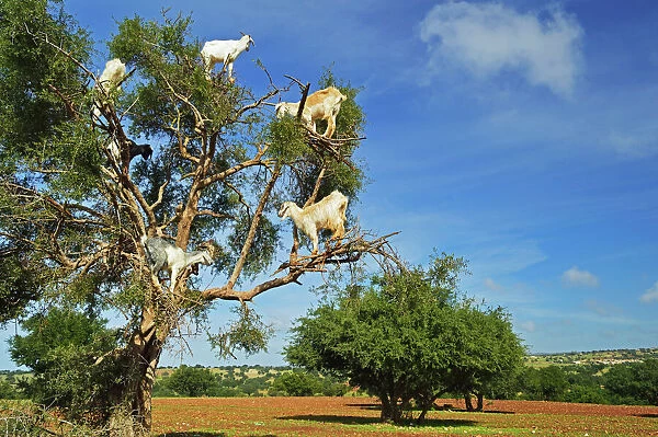 Goats on tree, Morocco, North Africa, Africa
