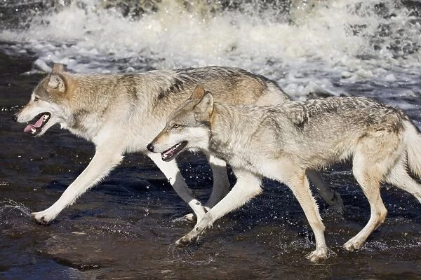 Two gray wolves (Canis lupus) running through water