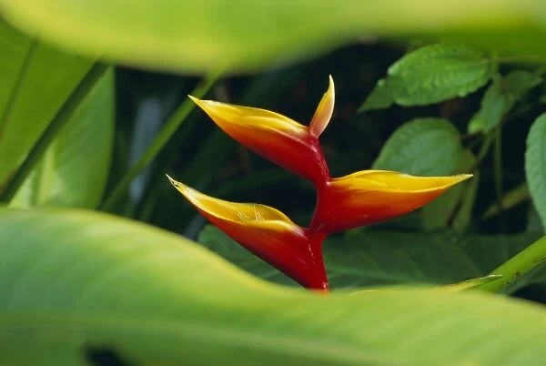 Heliconia flower (bird of paradise), tropical rainforest, Dominica, Caribbean