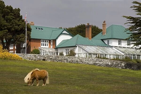 Horse and Goverment House in Port Stanley, Falkland Islands (Islas Malvinas)