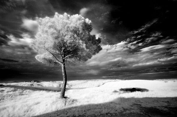 Infra red image of a tree against dark evening sky, near Pienza, Tuscany, Italy, Europe