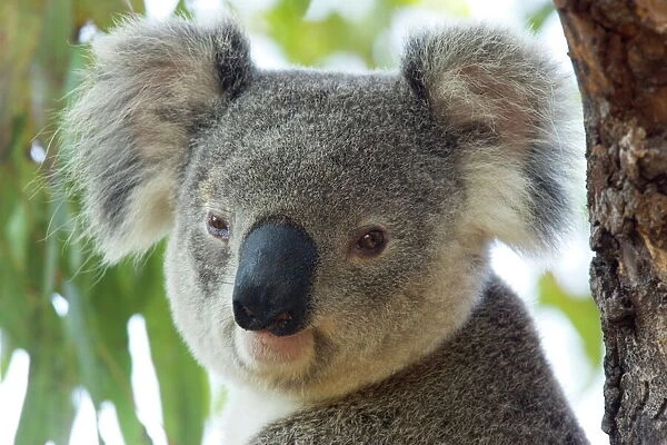 Koala, (Phascolartos cinereus), Magnetic Island, Queensland, Australia