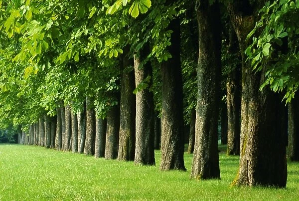 Line of trees, Touraine, Centre, France, Europe