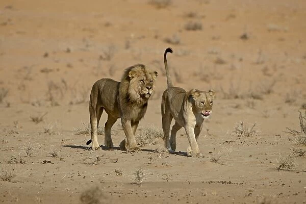 Lion (Panthera leo) pair about to mate, Kgalagadi Transfrontier Park, encompassing the former Kalahari Gemsbok National Park, South