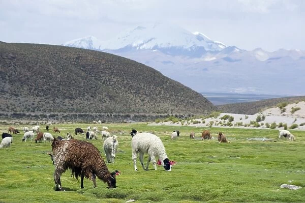 Llama on the high plains, Bolivia, South America