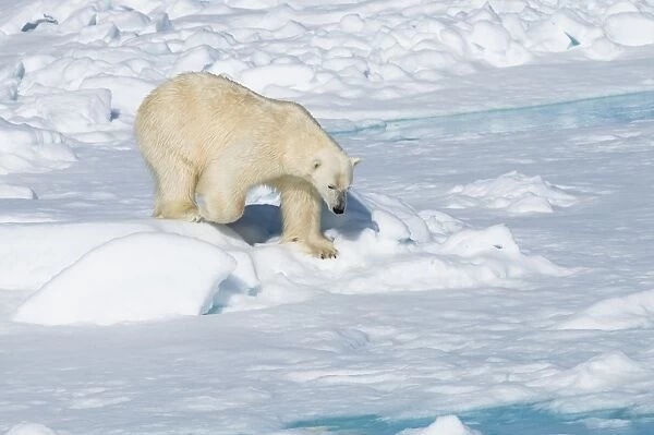 Male polar bear (Ursus maritimus) walking over pack ice, Spitsbergen Island, Svalbard archipelago