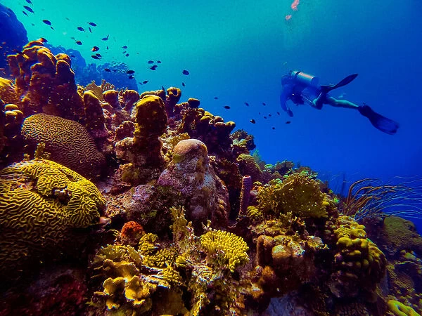 Man scuba diving while exploring the coral reefs of Bonaire, Netherlands Antilles
