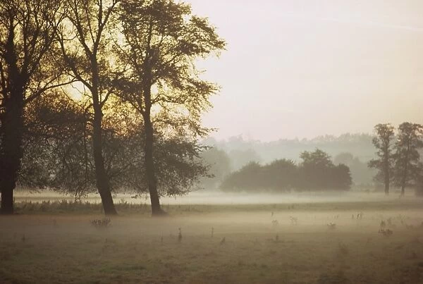 Mist, Essex, England, United Kingdom, Europe