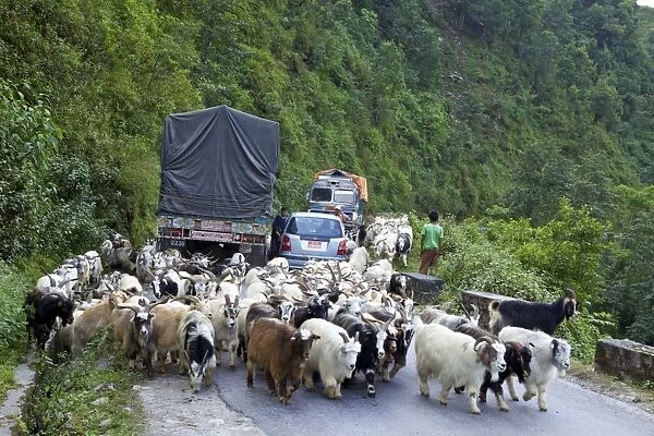 Mongolian goats travelling overland causing traffic jam on Himalayan road between Pokhara