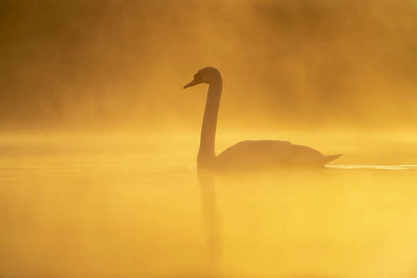 mute swan cygnus olor sunrise kent england