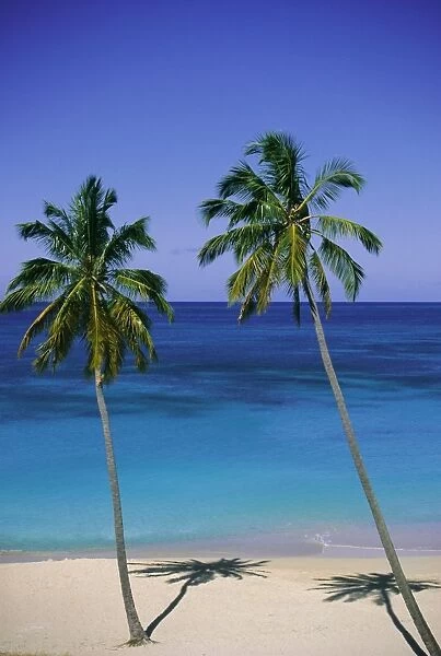 Palm trees on deserted beach, Antigua, Caribbean, West Indies, Central America