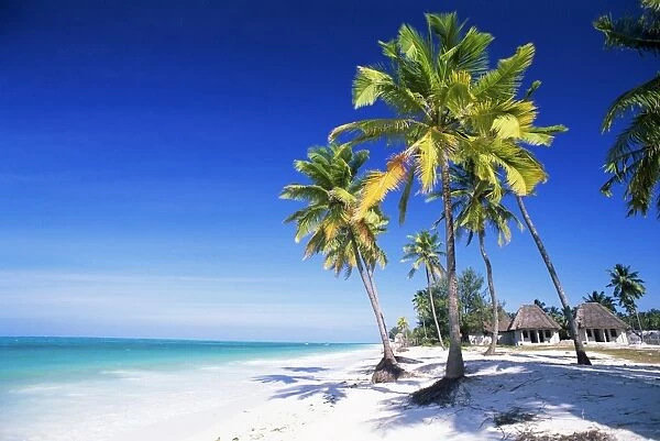 Palm trees, white sandy beach and Indian Ocean, Jambiani, island of Zanzibar