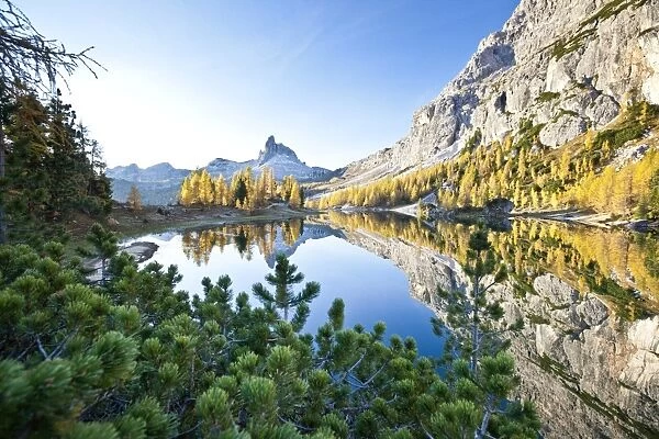 The peak of the Becco di Mezzodi, in the Dolomites, reflecting in the Federa lake, surrounded by yellow larches, Trentino-Alto Adige, Italy, Europe