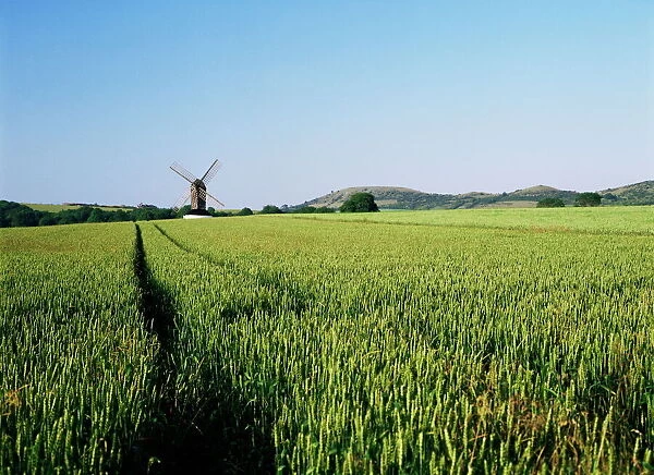 Pitstone windmill and cornfield, with Ivinghoe Beacon in background, Chilterns