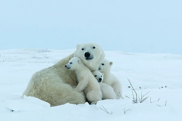 Polar bear (Ursus maritimus) mother with triplets, Wapusk National Park
