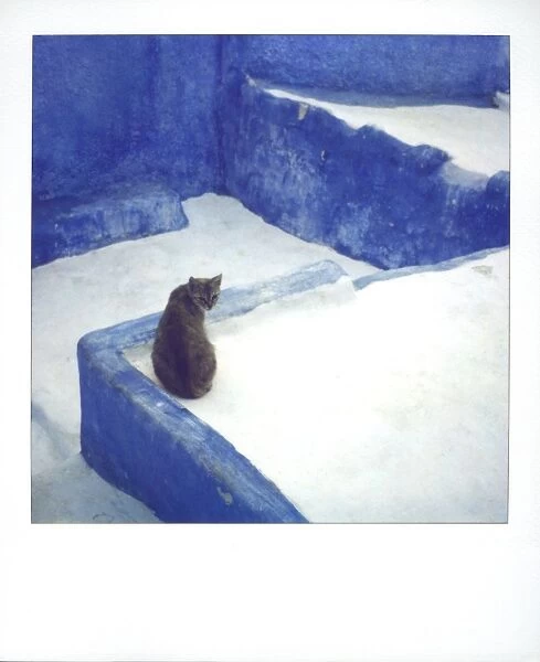 Polaroid of a cat sitting on whitewashed path