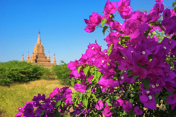 Purple flower of bougainvillea with pagoda in background, Old Bagan (Pagan), UNESCO World Heritage Site, Myanmar (Burma), Asia
