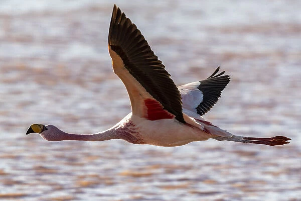 Rare Jamess flamingo (Phoenicoparrus jamesi), in flight