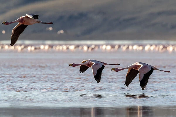 Rare Jamess flamingos (Phoenicoparrus jamesi), in flight
