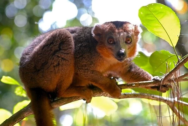Red-bellied lemur (Eulemur rubriventer), Ivoloina National Park, Toamasina