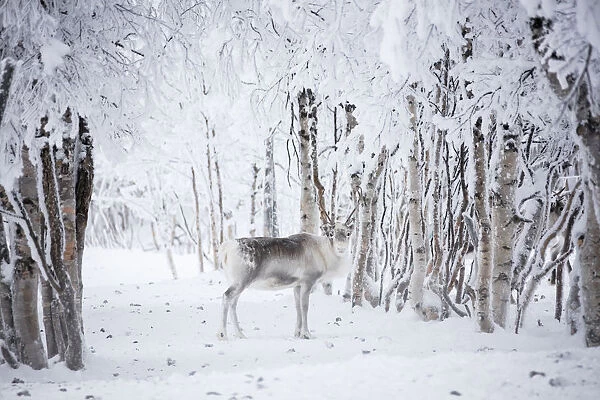 Reindeer in the frozen wood, Levi, Kittila, Lapland, Finland, Europe