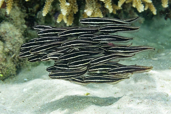 A school of striped catfish (Plotosus lineatus), off the reef on Bangka Island, near Manado, Indonesia, Southeast Asia