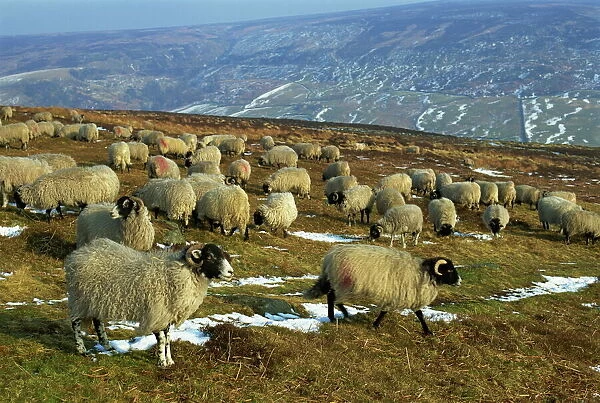 Sheep in winter, North Yorkshire Moors, England, United Kingdom, Europe