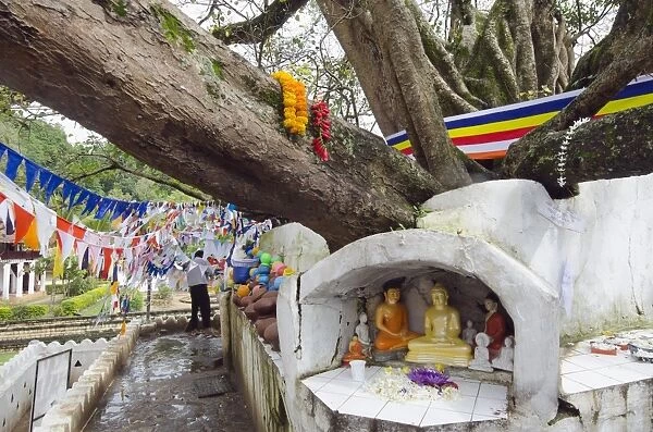 Shrine on a Bodhi tree, UNESCO World Heritage Site, Kandy, Hill country, Sri Lanka, Asia