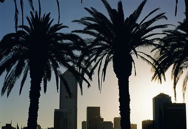 Silhouettes of palms and city buildings from Docklands, Melbourne, Victoria, Australia