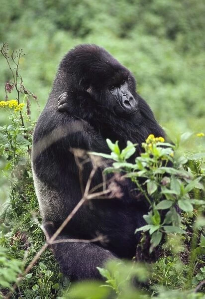 Silverback male Mountain Gorilla (Gorilla g. beringei), Virunga Volcanoes, Rwanda, Africa