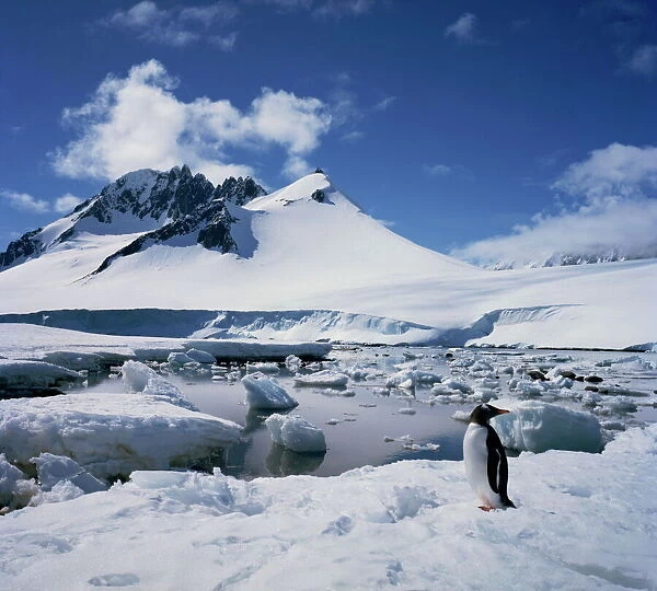 Single gentoo penguin on ice in a snowy landscape with a mountain in the background