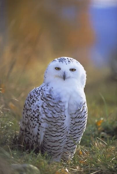 Snowy owl, Alaska