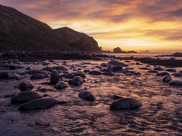 Southern elephant seals (Mirounga leoninar), on the beach at sunrise in Gold Harbor
