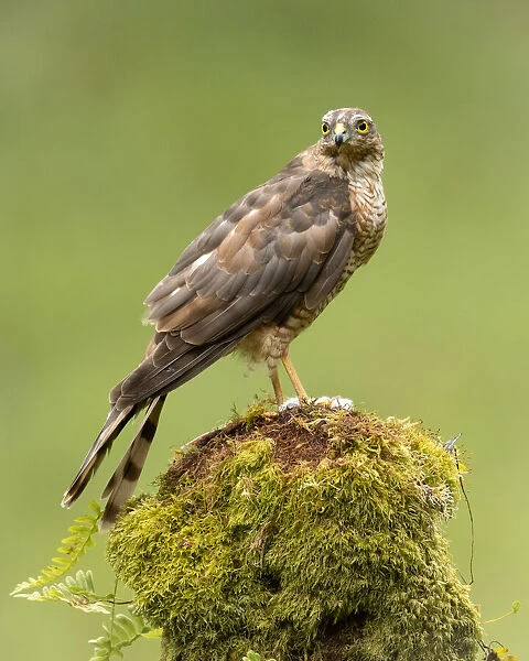 Sparrowhawk on moss covered tree, Scotland, United Kingdom, Europe