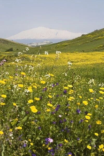 Spring meadow with snow covered Mount Etna in distance