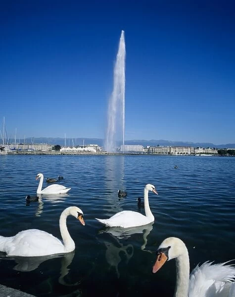 Swans below the Jet d eau (water jet), Geneva, Lake Geneva (Lac Leman), Switzerland, Europe