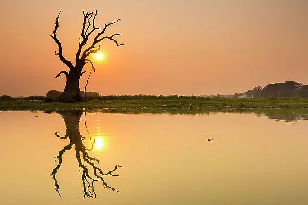 Tree reflecting in Taung Tha Man Lake near U-Bein bridge at sunset, Amarapura, Mandalay, Myanmar (Burma), Asia