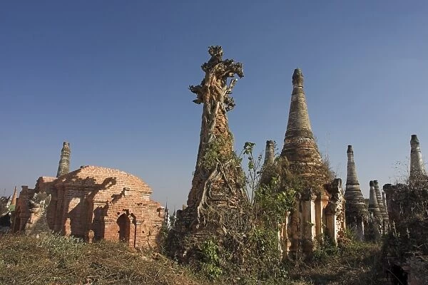 Tree roots causing damage to the ancient stupas, Kakku Buddhist Ruins, a site of over two thousand brick and laterite stupas, some dating back to the 12th century, Shan State, Myanmar