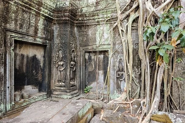 Tree roots growing on Ta Prohm temple (Rajavihara) ruins, Angkor, UNESCO World Heritage Site