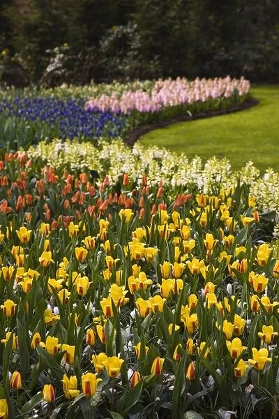 Tulip flower borders, Keukenhof, park and gardens near Amsterdam, Netherlands, Europe