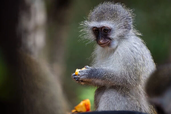 Vervet Monkey, in a South Africa Sanctuary, South Africa, Africa